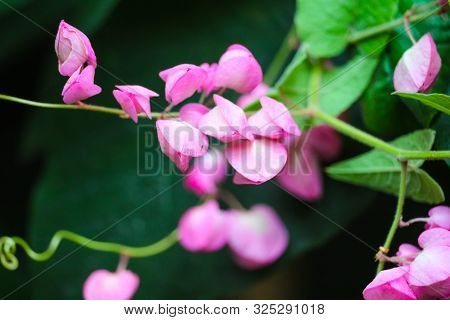 Mexican Creeper, Chain Of Love Or Antigonon Leptopus Pink Bouquet Flowers