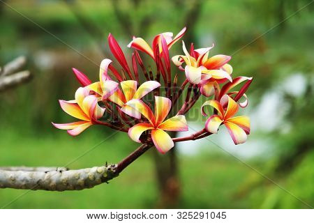 Plumeria Red White Orange Yellow Bouquet Flower Blooming In The Park