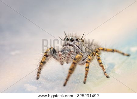 Three-quarter front view of a female Phidippus mystaceus jumping spider looking up