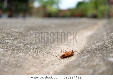 Close Up Dead Body Of Cockroach On Concrete Street Side With Turning Face Up