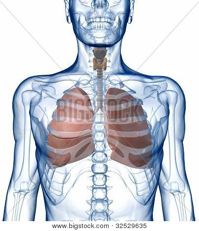 Akciğer Rib_Cage ön görünümünde