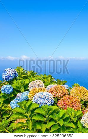 Colorful Hydrangea Flowers Photographed With Blue Ocean Water In The Background. Hortensia Flower Ty