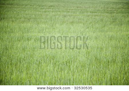 Texture erba