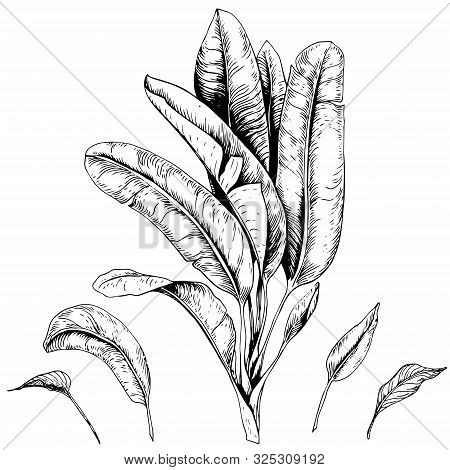 Set Of Tropical Banana Leaves. Black And White Vector. Hand Drawn Illustration.