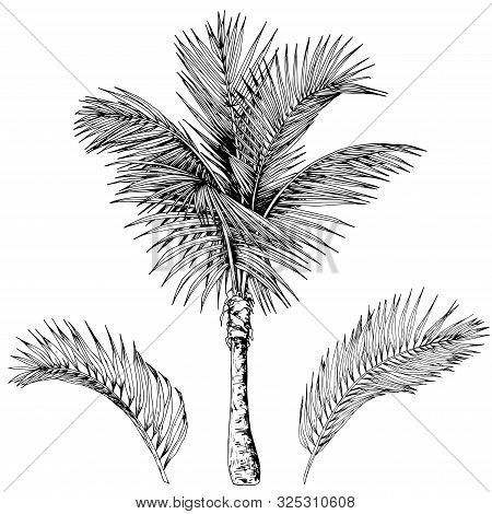 Sketch Of Tropical Palm Tree And Leaves. Black And White Vector. Hand Drawn Illustration.