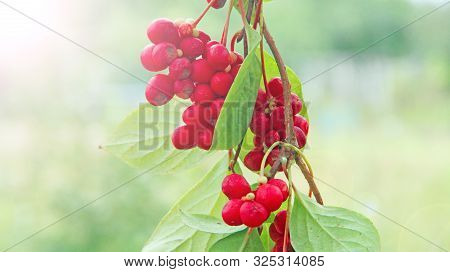 Red Fruits Of Schisandra Growing On Branch In Row. Schizandra On Liana In Garden