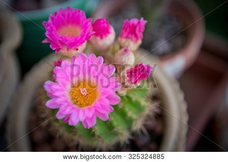 Notocactus Mammulosus Cactus With Beautful Blooming Purple Flower