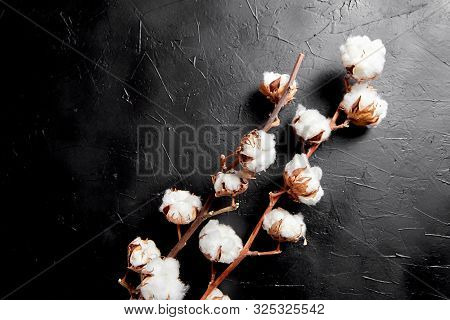 Cotton Plant. Branches Of White Fluffy Cotton Flowers On Dark Black Stone Background. Organic Materi