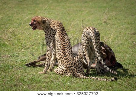 Cheetah Sits Guarding Carcase As Another Feeds