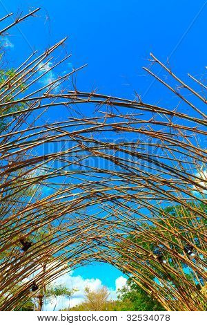 Bambu