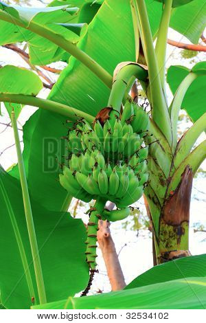 Banana Tree