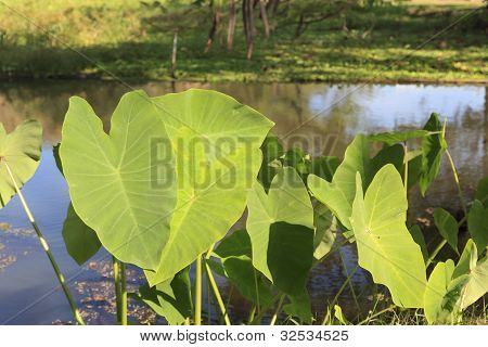 Caladium blad