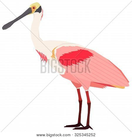 Roseate Spoonbill Bird Vector Illustration Isolated Object Set