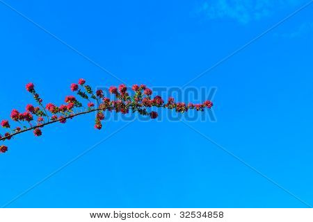 Blomma och grenar
