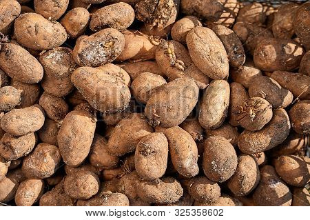 Old, Spoiled Potatoes Laid Out In A Basket. Top View, Potato Coated With Fungus.