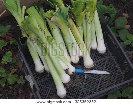 The Leek Crop Is In A Black Plastic Box. Harvest.