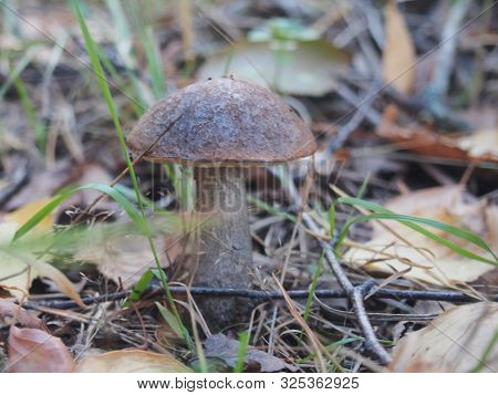Brown Cap Boletus Grows On The Ground In The Forest. Edible Mushroom. Birch Mushroom/