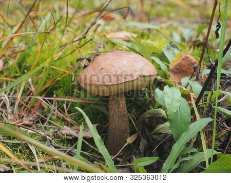 Brown Cap Boletus Grows On The Ground In The Forest. Edible Mushroom. Birch Mushroom/