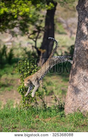 Lone Leopard Jump Down From A Big Tree To Hunt For Prey