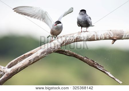 Whiskered Tern In Flight Landing On Branch With Wings Spread