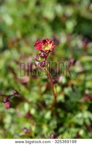 Saxifrage Peter Pan - Latin Name - Saxifraga X Arendsii Peter Pan