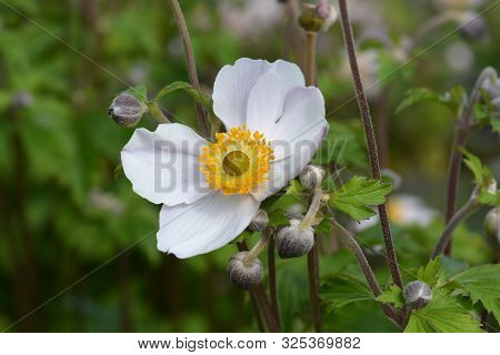 Japanese Anemone Elfin Swan - Latin Name - Anemone Japonica Elfin Swan