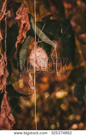 Echinocystis Lobata Wild Cucumber, Spiny Cucumber , Invasive Plant Species, Fruit Dry Capsule On Oak