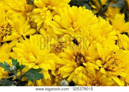 Yellow Chrysanthemum Flower. Flower In The Garden On A Sunny Summer Or Spring Day. Flower For Postca