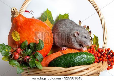 Cute Rat Dumbo With Vegetables On A White Isolated Background. Branches Of Mountain Ash, Rose Hips, 