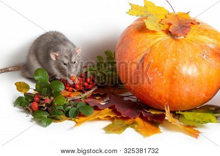 Cute Rat Dumbo On A White Isolated Background. Branches Of Mountain Ash, Rose Hips, Pumpkin And Colo