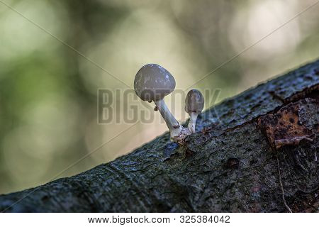 Porcelain Mushrooms (oudemansiella Mucida) On A Oak Log In A Forest