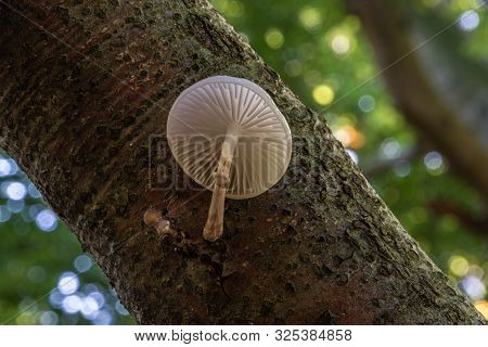 Porcelain Mushrooms (oudemansiella Mucida) On A Oak Log In A Forest