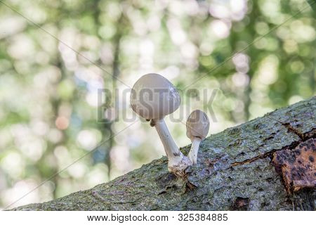 Porcelain Mushrooms (oudemansiella Mucida) On A Oak Log In A Forest
