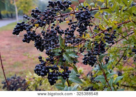 Wolf Berries Bush With Drops After Rain Close-up. Privet Berries In The Fall