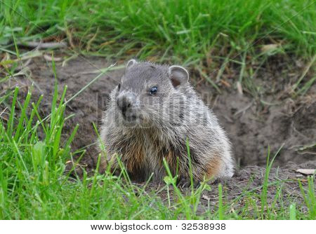Hello There, Mr. Woodchuck