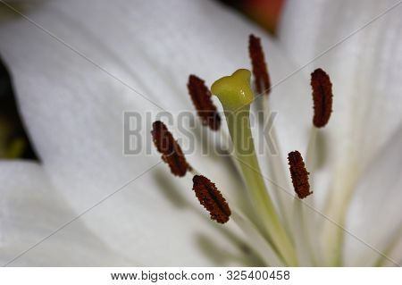 Stigma And Stamens Of A White Easter Lily Flower (lilium Longiflorum), Pretoria, South Africa