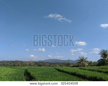 Jembrana, Bali, Indonesia - August 20, 2019: Background Of Rice Field And Blue Sky Along The Road Of
