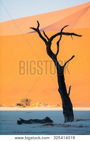 Dried out camelthorn trees against red dunes early in the morning in Deadvlei Namibia