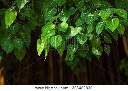 Green Leaf Pho Leaf (bo Leaf) Background In The Forest Bo Tree Is A Leaf Representing Buddhism In Th