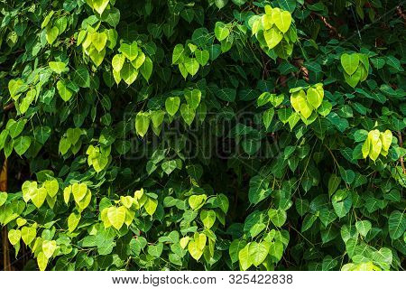 Green Leaf Pho Leaf (bo Leaf) Background In The Forest Bo Tree Is A Leaf Representing Buddhism In Th
