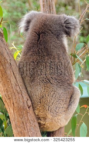 Please Do Not Disturb, I Need To Sleep Up To 18 Hours A Day To Save Energy - Healesville, Victoria, 