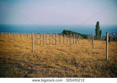 Grape Field Without Trees. The Bare Pillars.