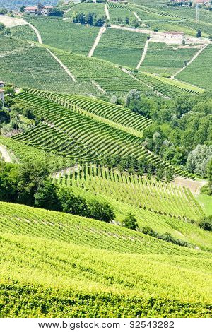 Vineyars poblíž Barbaresco, Piemont, Itálie