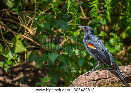 A Red Winged Blackbird In Laguna Atascosa Nwr, Texas