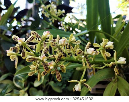 Interesting Orchid With Yellow Blossoms And Black Stripes