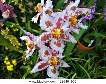 White Odontoglossum Blossom Pink Middle Yellow Heart