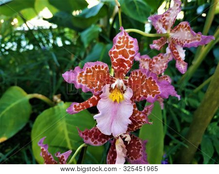 Red And Pink Odontoglossum Blossom Spotted In Greenhouse