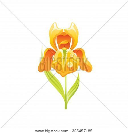 Iris Flower, Floral Icon. Realistic Cartoon Cute Plant Blossom, Spring, Summer Garden Symbol. Vector