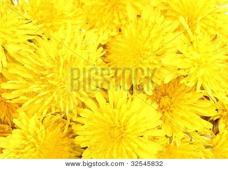 Löwenzahn blumen close up