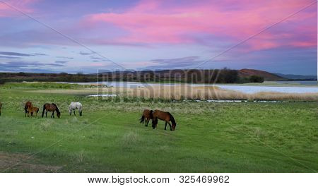 Landscape. Horses Graze In The Meadow During Sunset. Siberia. Republic Of Tuva. Russia.